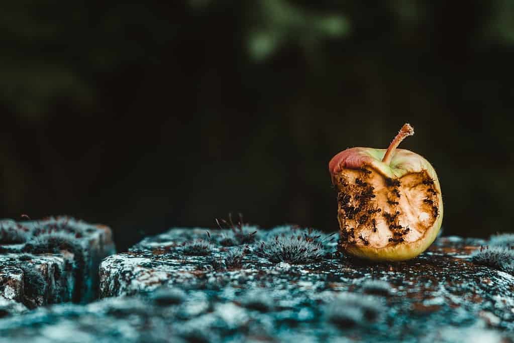 Manzana verde podrida, como metáfora del jefe visto como &ldquo;el malo del paseo&rdquo;